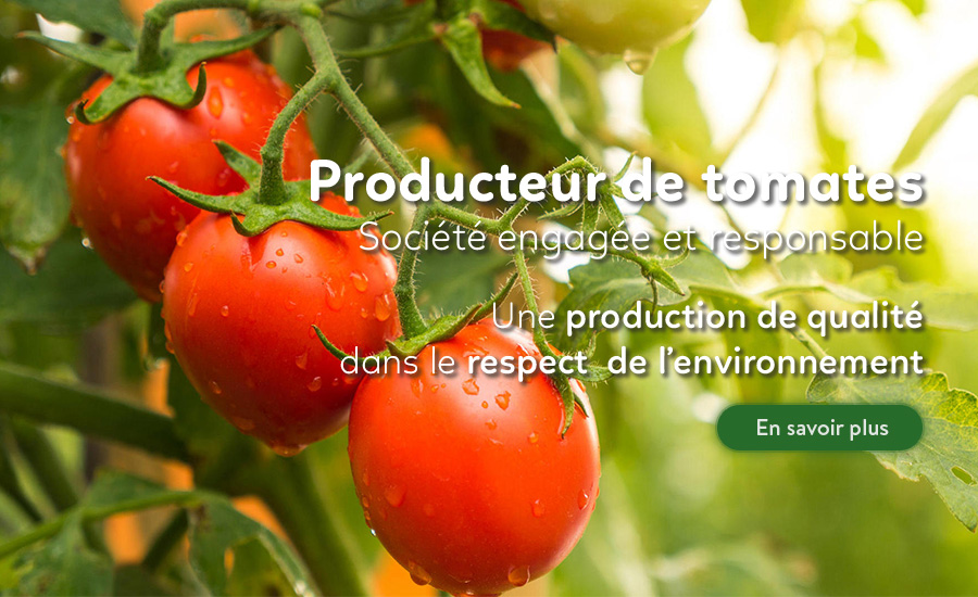 azura producteur de tomates