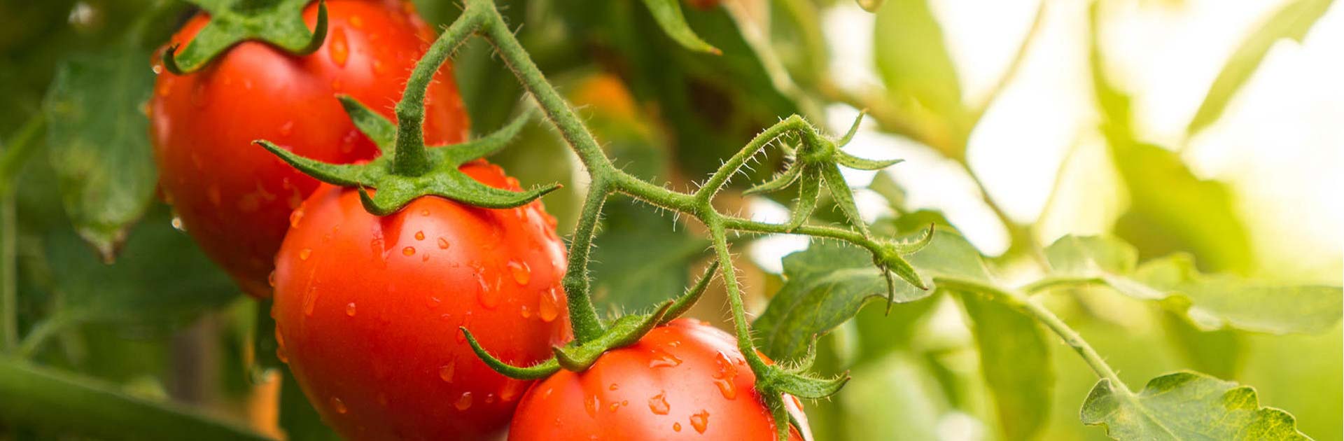 azura-producteur-fruits-et-legumes-specialiste-tomates2