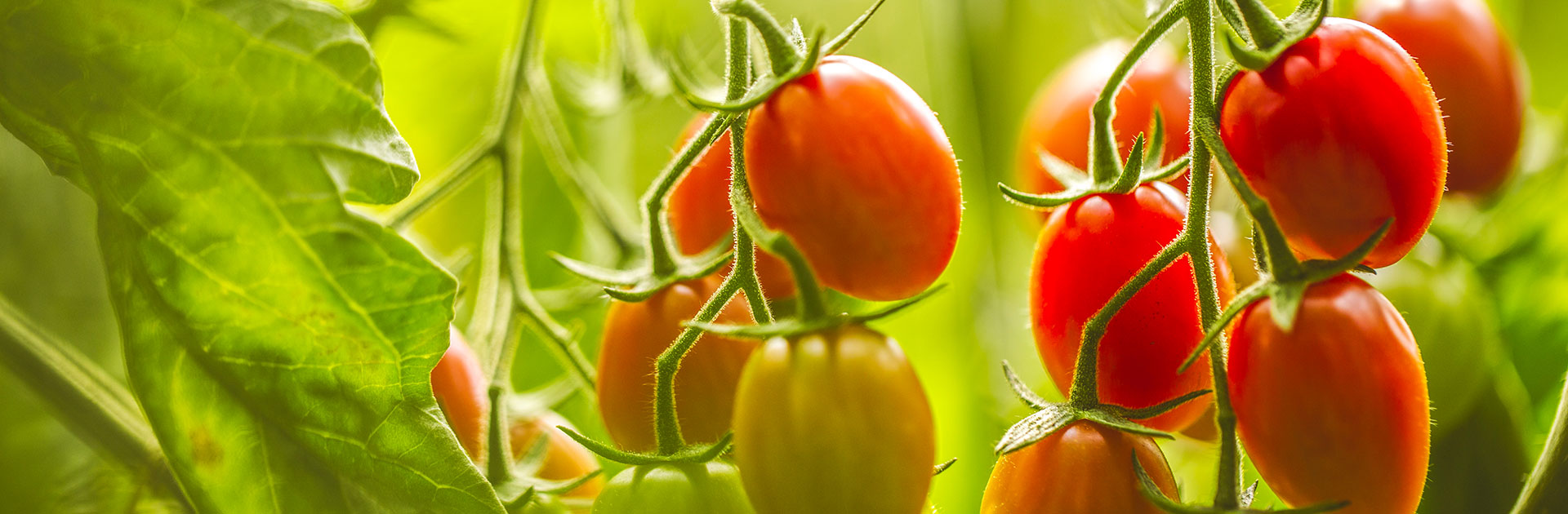 tomate-zero-residus-de-pesticides-azura