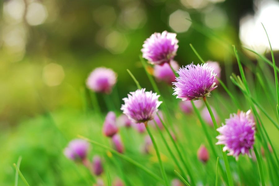 Fleurs de ciboulette