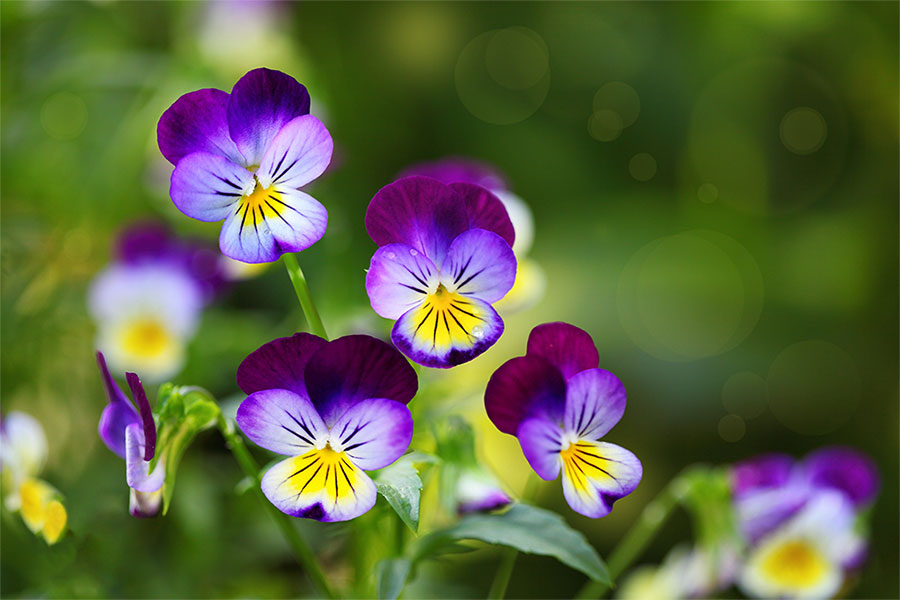 Les fleurs comestibles, un bouquet de saveurs et de couleurs! - Infothèque  Cuisine l'Angélique