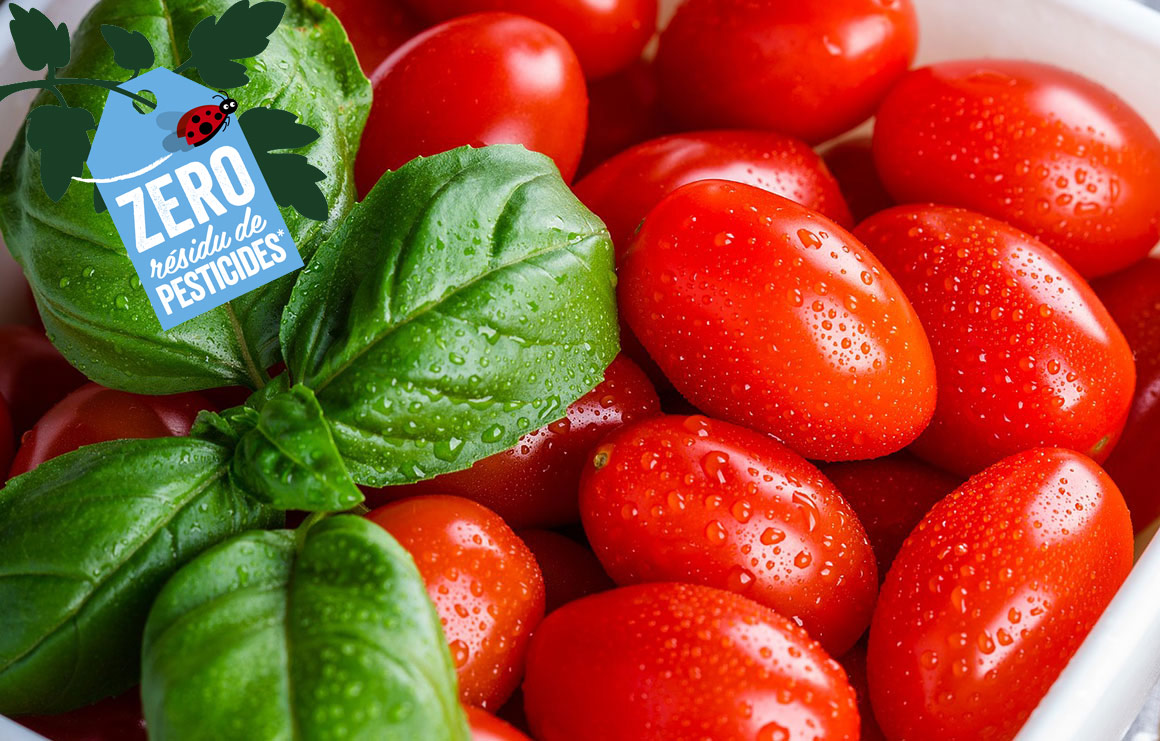 La tomate cerise allongée avec Zéro Résidu de Pesticide La tomate cerise allongée avec Zéro Résidu de Pesticide